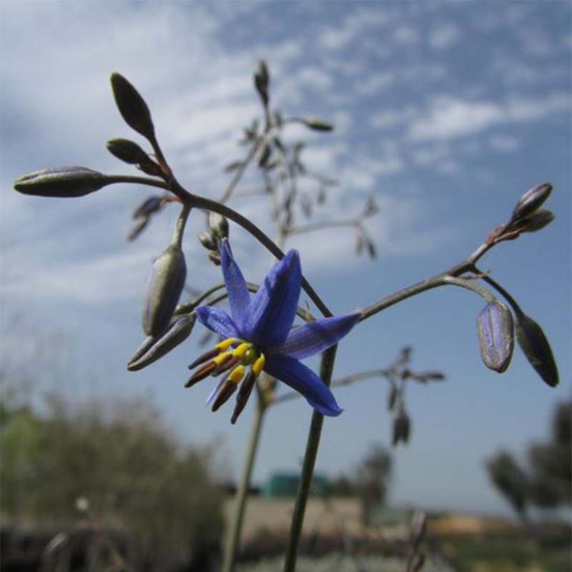 Dianella revoluta Little Rev (Kukinta)