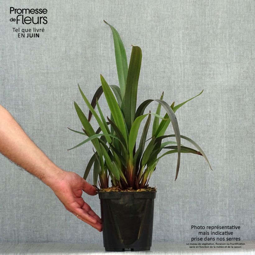 Esimerkki kesällä toimitetusta Dianella tasmanica Blaze Pot de 2L/3L-taimesta