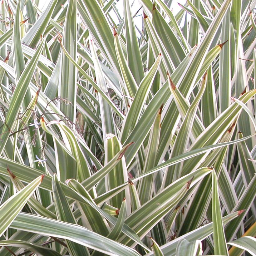 Dianella tasmanica Variegata (Lehvistö)