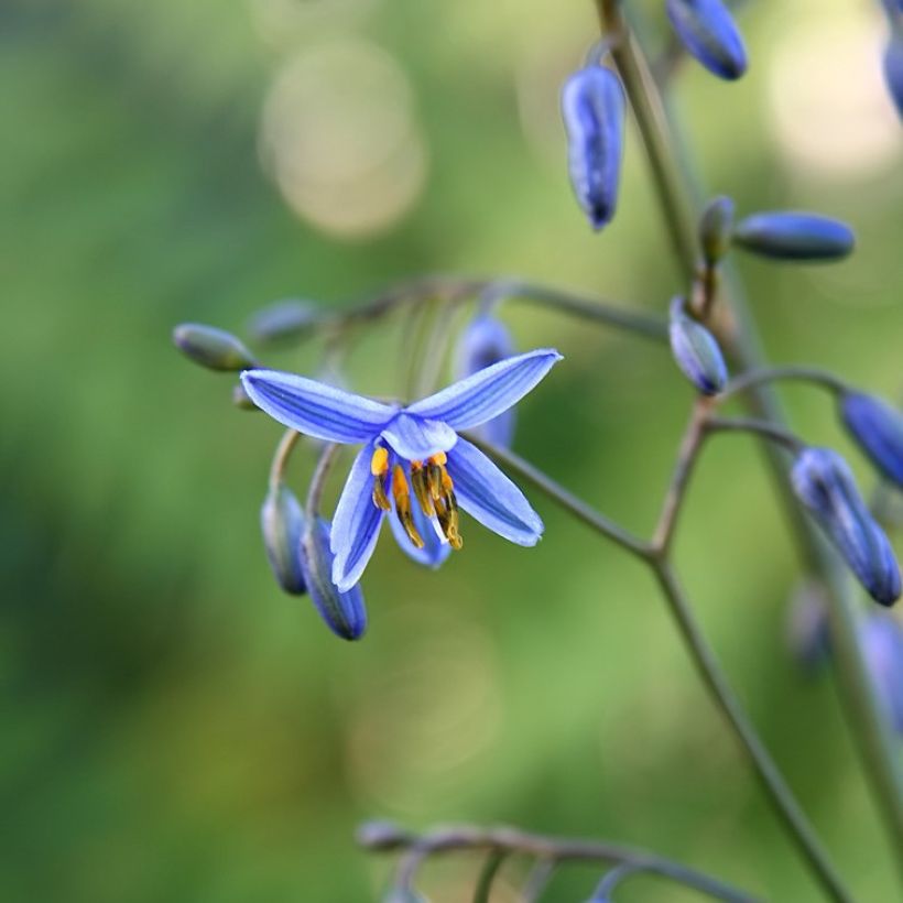 Dianella tasmanica Variegata (Kukinta)