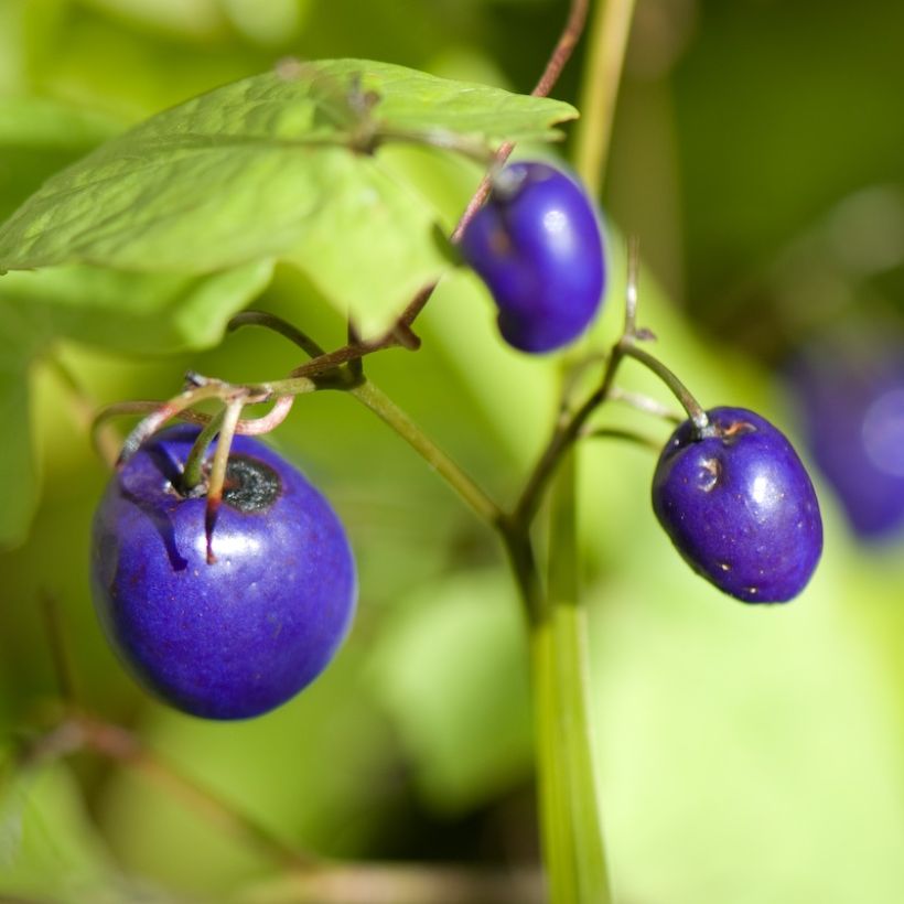 Dianella tasmanica Variegata (Sadonkorjuu)