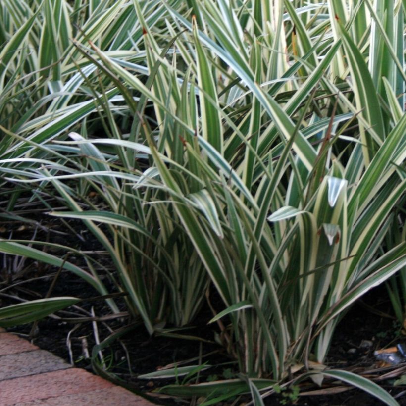 Dianella tasmanica Variegata (Kasvutapa)