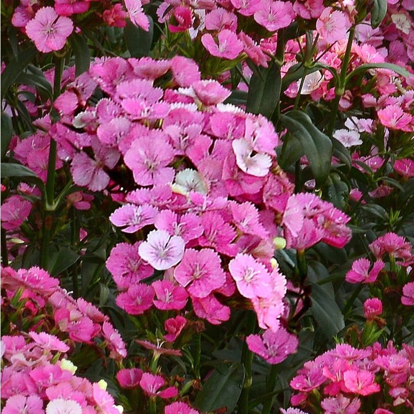 Harjaneilikka Jolt Pink Magic (Kukinta)