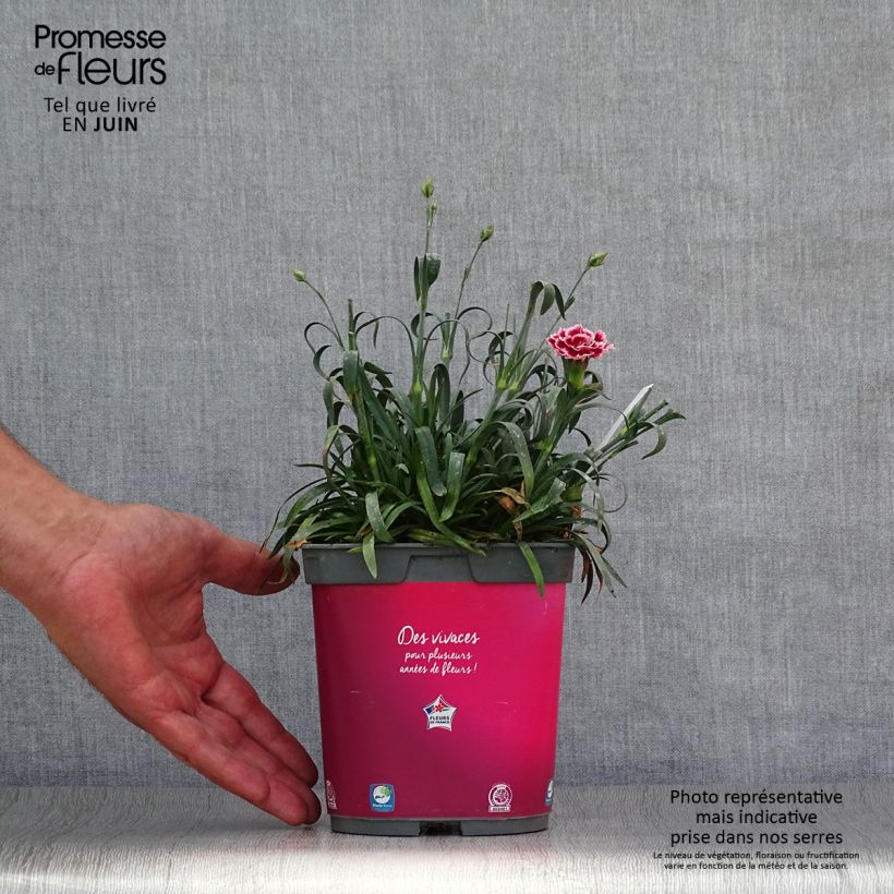 Esimerkki kesällä toimitetusta Sulkaneilikka Scent First Sugar Plum ( Lanthe) Pot de 2L/3L-taimesta