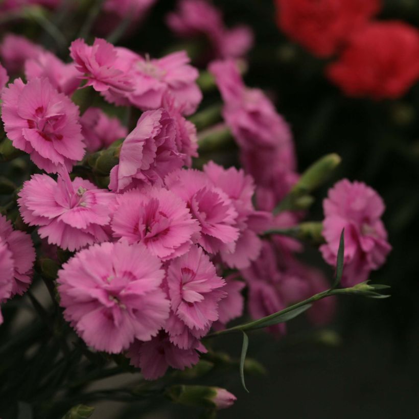 Sulkaneilikka Scent First Tickled Pink (Kukinta)