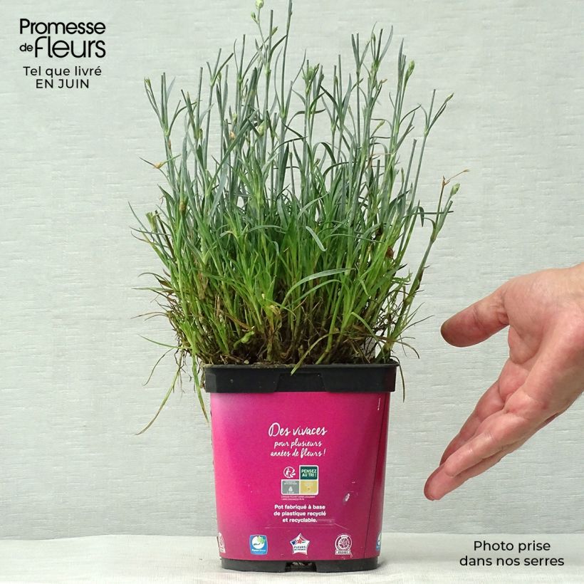 Esimerkki kesällä toimitetusta Sulkaneilikka Scent First Tickled Pink Pot de 2L/3L-taimesta