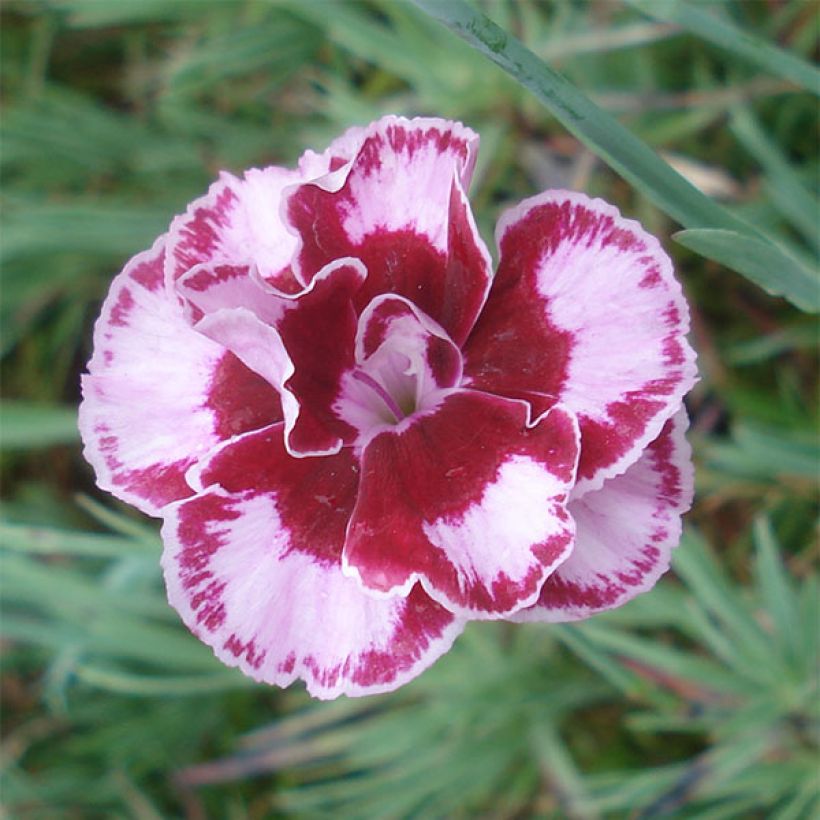 Neilikka Romeo (Kukinta)