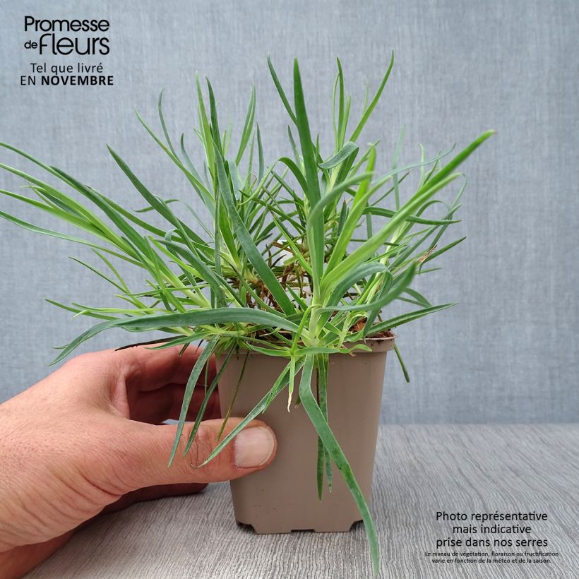 Esimerkki syksyllä toimitetusta Neilikka Romeo 8/9 cm taimiruukku-taimesta