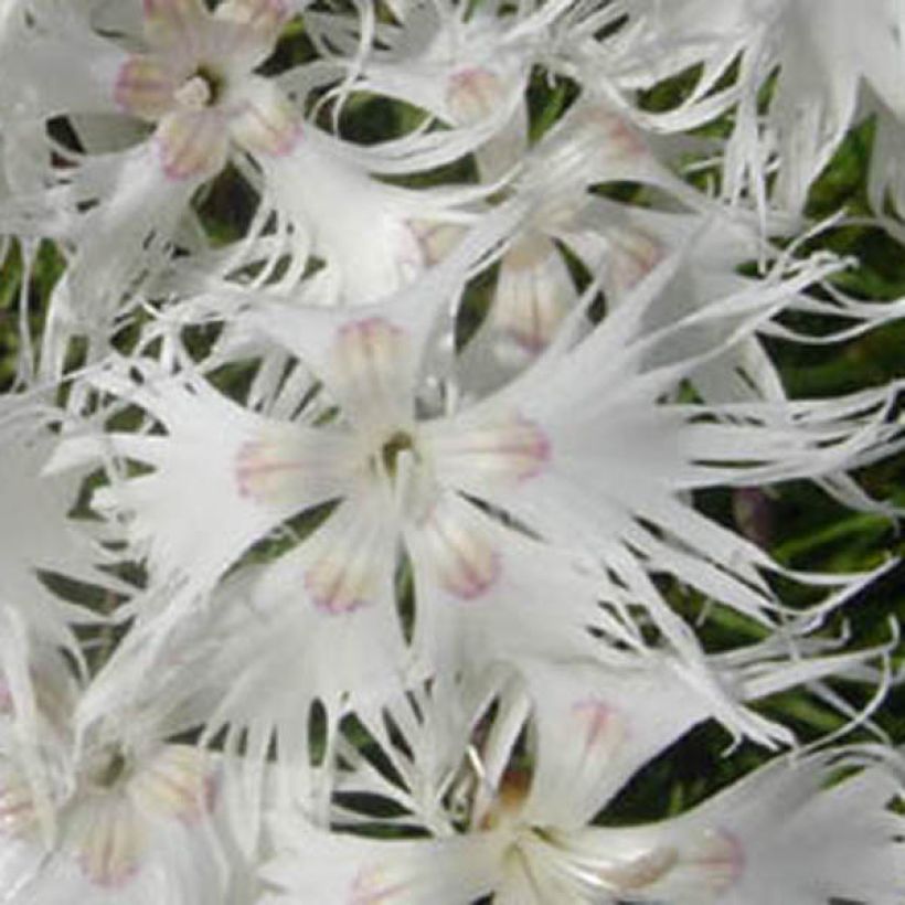 Hietaneilikka - Dianthus arenarius (Kukinta)