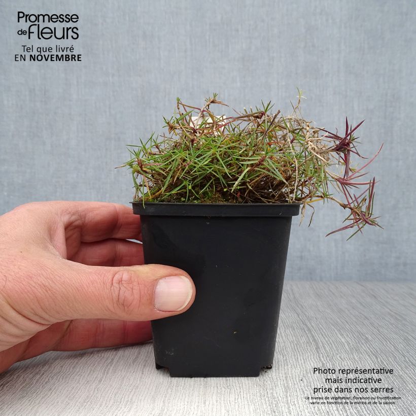 Esimerkki syksyllä toimitetusta Hietaneilikka - Dianthus arenarius 8/9 cm taimiruukku-taimesta