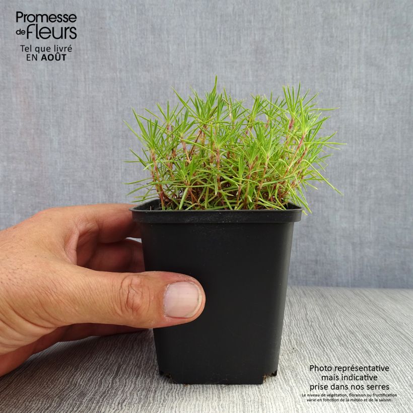 Esimerkki kesällä toimitetusta Hietaneilikka - Dianthus arenarius Godet de 8/9 cm-taimesta