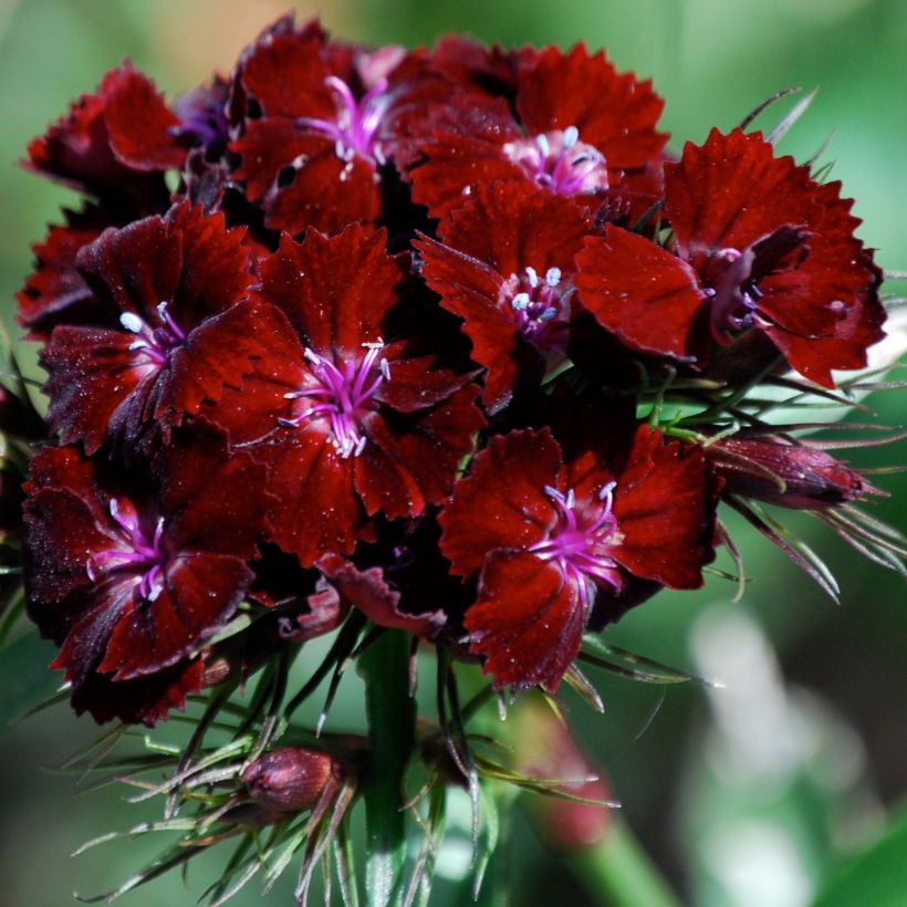 Harjaneilikka Oeschberg (Kukinta)