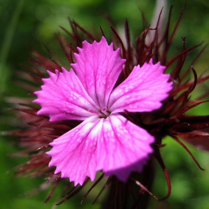 Harjaneilikka Pink Beauty (Kukinta)