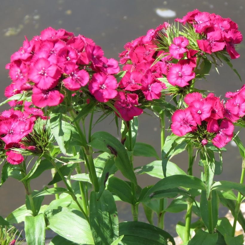 Harjaneilikka Pink Beauty (Kasvutapa)