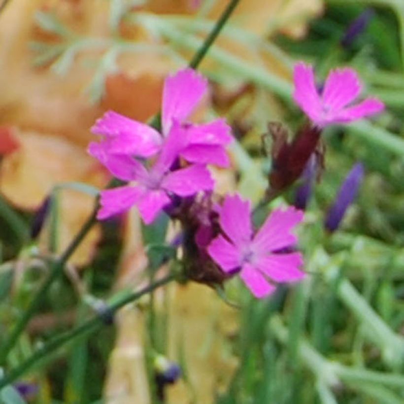 Munkkineilikka - Dianthus carthusianorum (Kukinta)