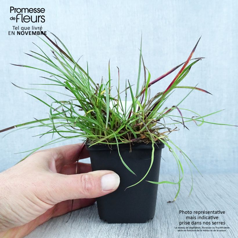 Esimerkki syksyllä toimitetusta Munkkineilikka - Dianthus carthusianorum 8/9 cm taimiruukku-taimesta