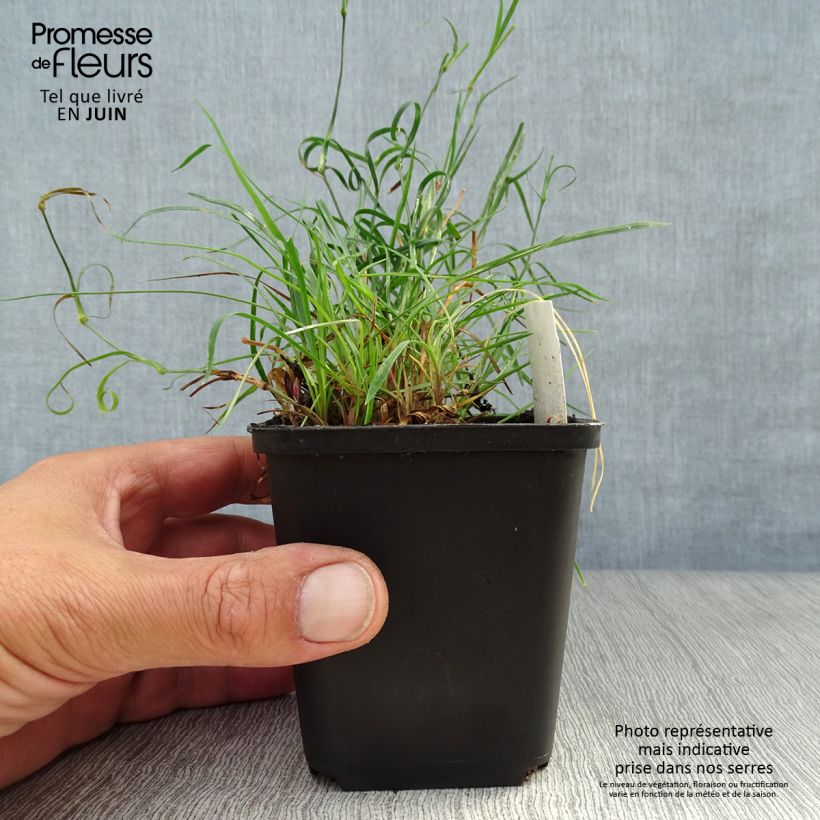 Esimerkki kesällä toimitetusta Munkkineilikka - Dianthus carthusianorum Godet de 8/9 cm-taimesta