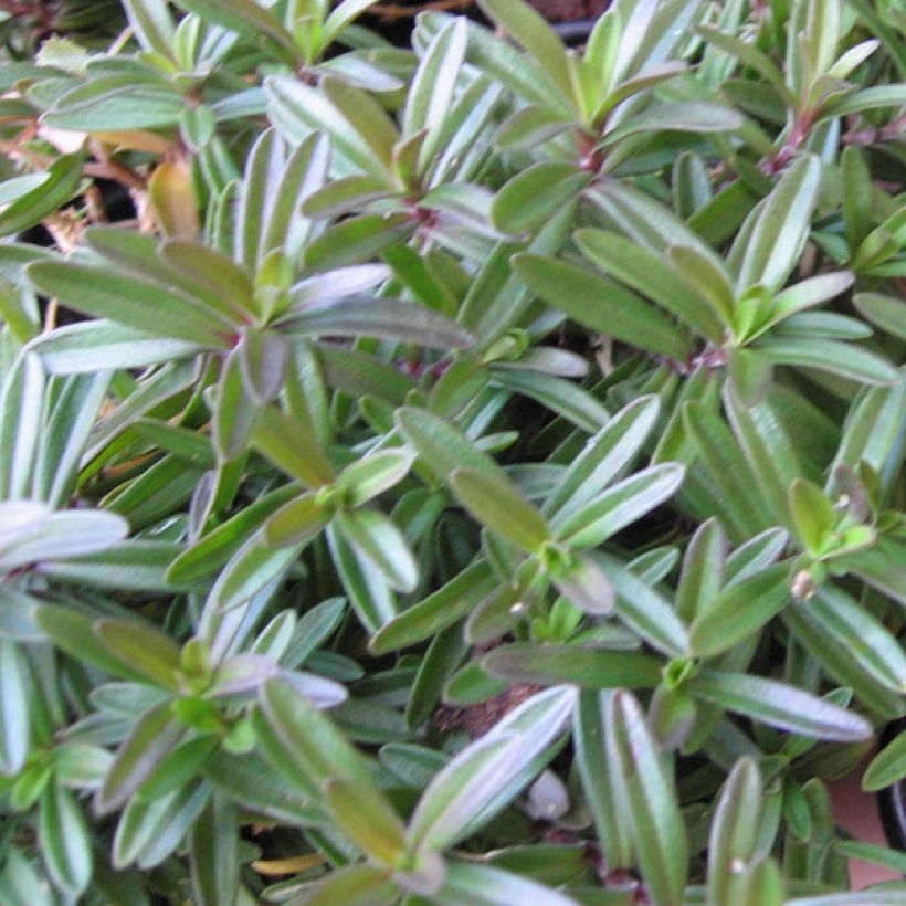 Ketoneilikka Albiflorus (Lehvistö)