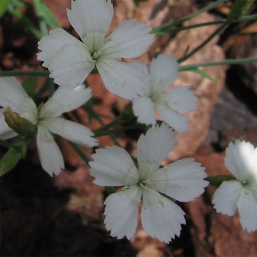 Ketoneilikka Albiflorus (Kukinta)