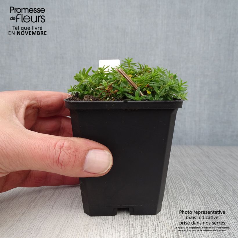 Esimerkki syksyllä toimitetusta Ketoneilikka Albiflorus 8/9 cm taimiruukku-taimesta