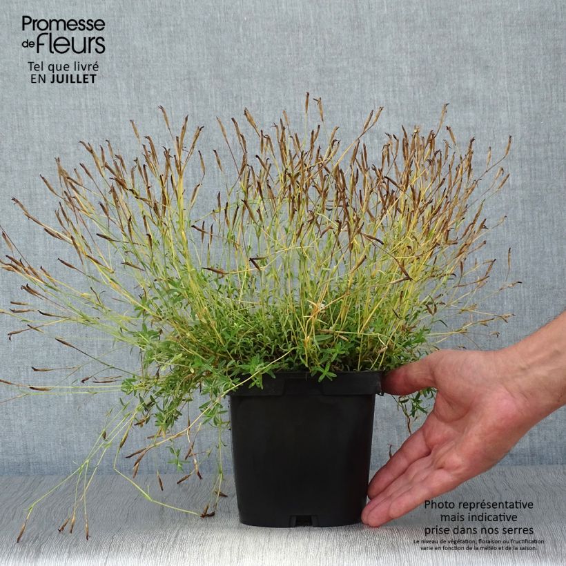 Esimerkki kesällä toimitetusta Ketoneilikka Albiflorus Ruukku 2L / 3L-taimesta