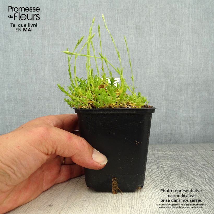 Esimerkki keväällä toimitetusta Ketoneilikka Arctic Fire Taimiruukku 8/9 cm-taimesta