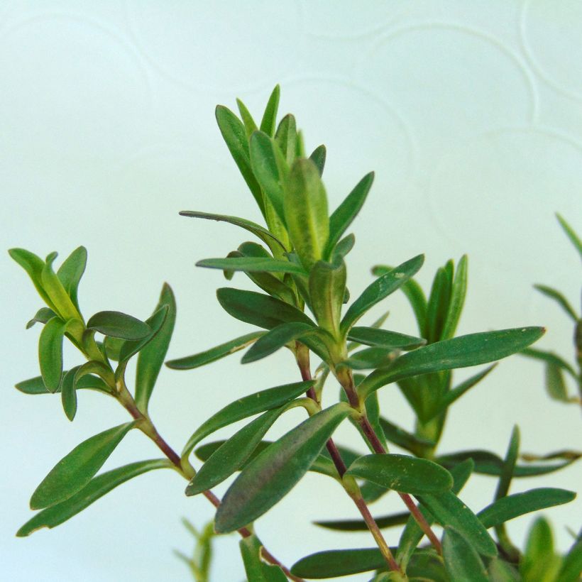 Ketoneilikka Rosea (Lehvistö)