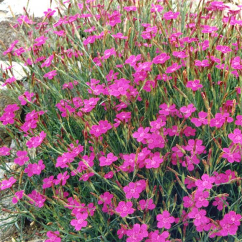 Ketoneilikka Rosea (Kukinta)