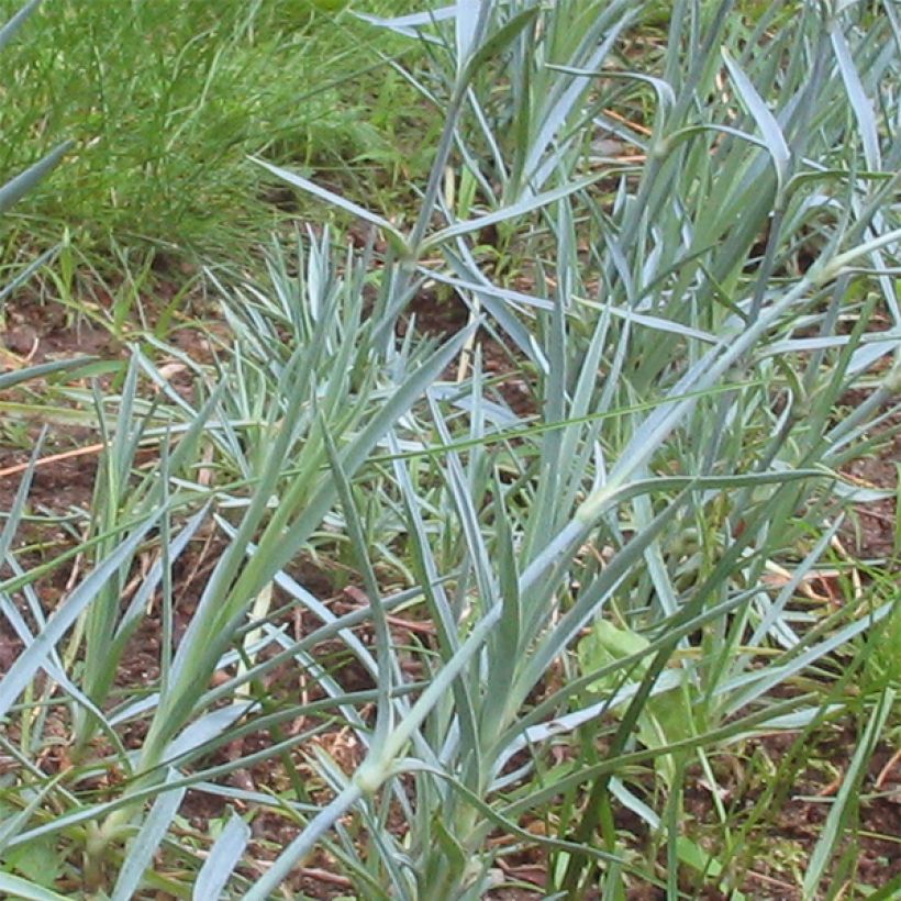 Vuorineilikka Badenia (Lehvistö)