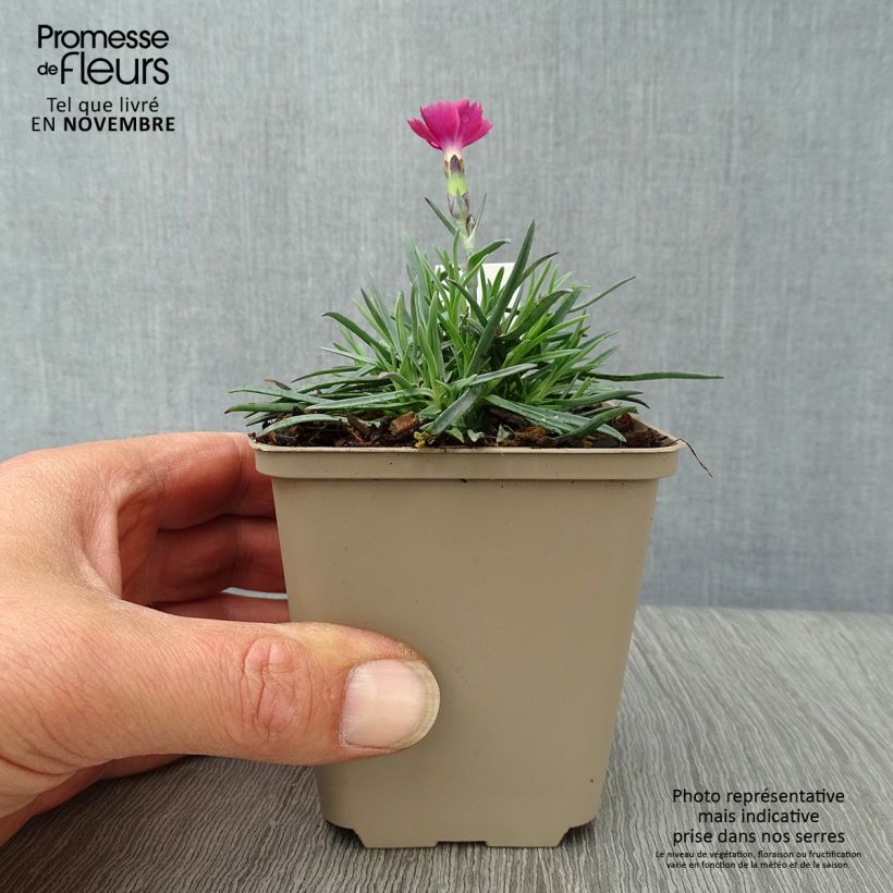 Esimerkki syksyllä toimitetusta Vuorineilikka Badenia 8/9 cm taimiruukku-taimesta
