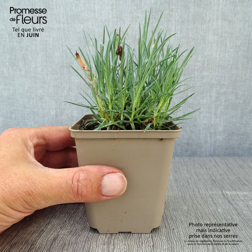 Esimerkki kesällä toimitetusta Vuorineilikka Badenia Godet de 8/9 cm-taimesta