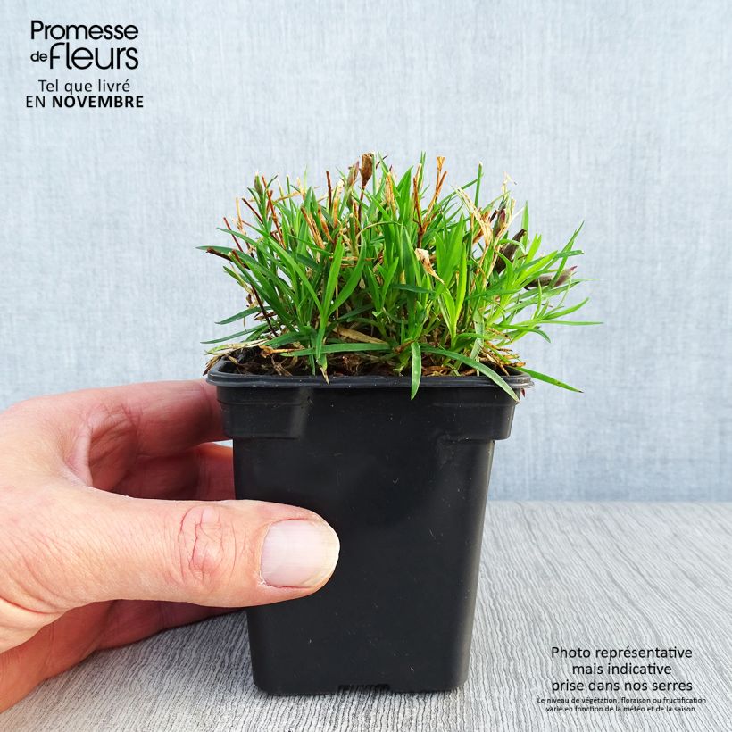 Esimerkki syksyllä toimitetusta Vuorineilikka Kahori 7/8 cm taimiruukku-taimesta