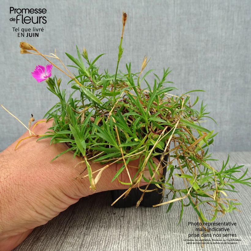 Esimerkki kesällä toimitetusta Vuorineilikka Kahori Godet de 7/8 cm-taimesta