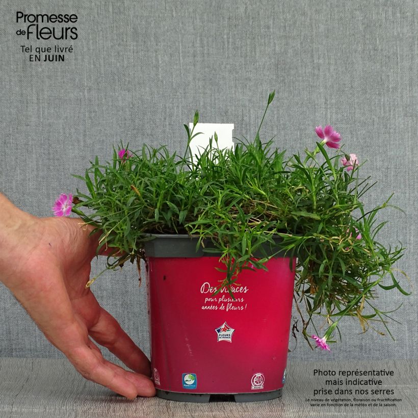 Esimerkki kesällä toimitetusta Vuorineilikka Kahori Pot de 2L/3L-taimesta