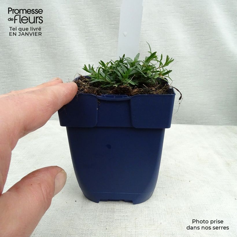 Esimerkki talvella toimitetusta Vuorineilikka Splendens Godet de 8/9 cm-taimesta