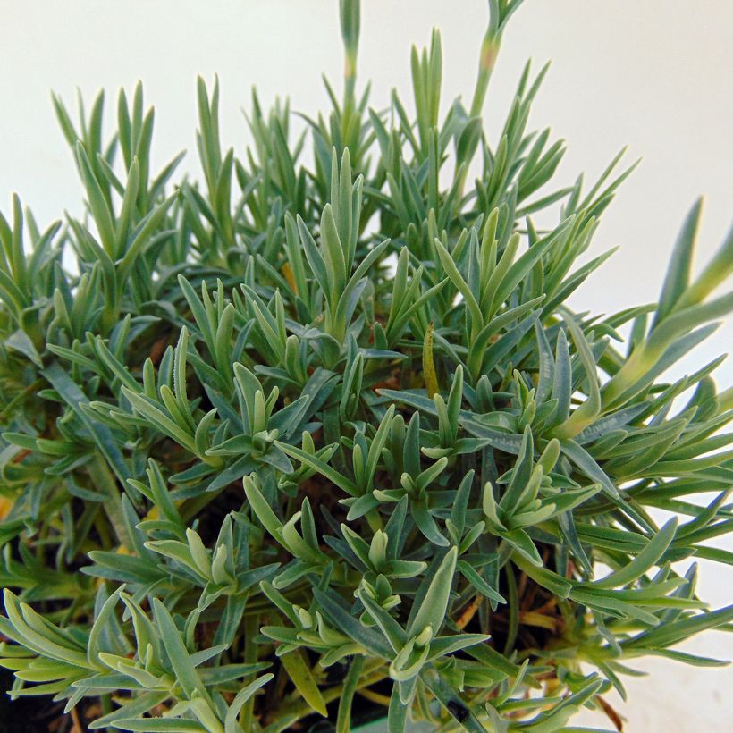 Vuorineilikka Whatfield Gem (Lehvistö)