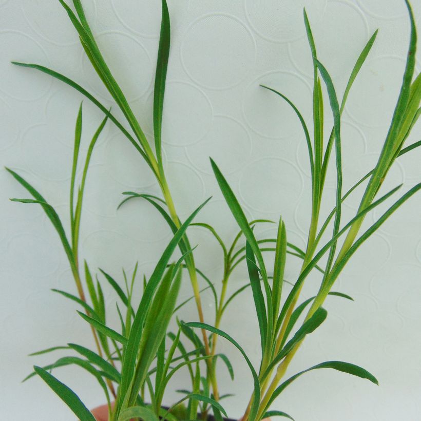 Rikkineilikka - Dianthus knappii (Lehvistö)