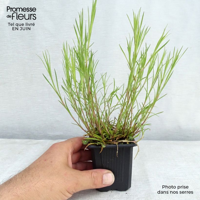 Esimerkki kesällä toimitetusta Rikkineilikka - Dianthus knappii Godet de 8/9 cm-taimesta