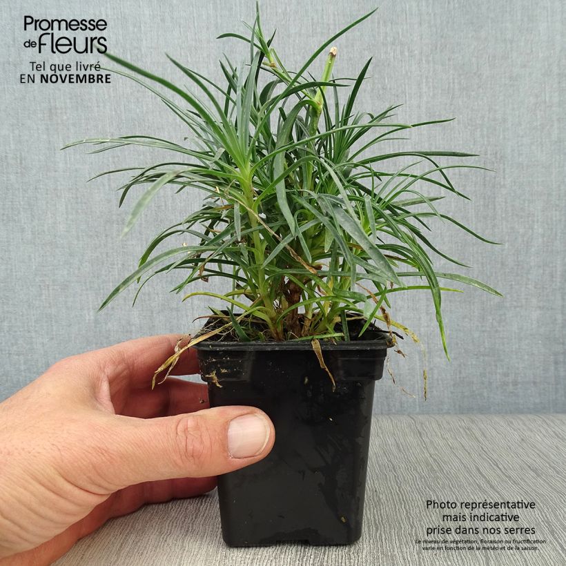 Esimerkki syksyllä toimitetusta Sulkaneilikka Cranmere Pool 7/8 cm taimiruukku-taimesta