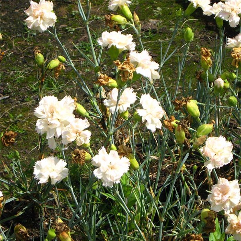 Sulkaneilikka Devon Cream (Kukinta)