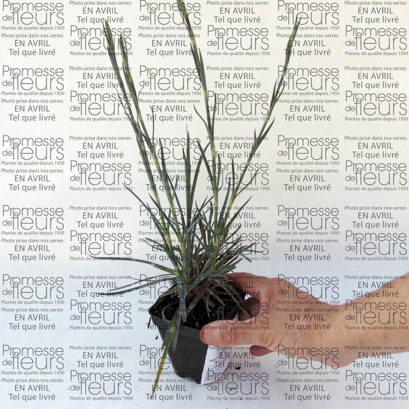 Esimerkki toimitetusta Sulkaneilikka Devon Magic Godet de 8/9 cm-taimesta