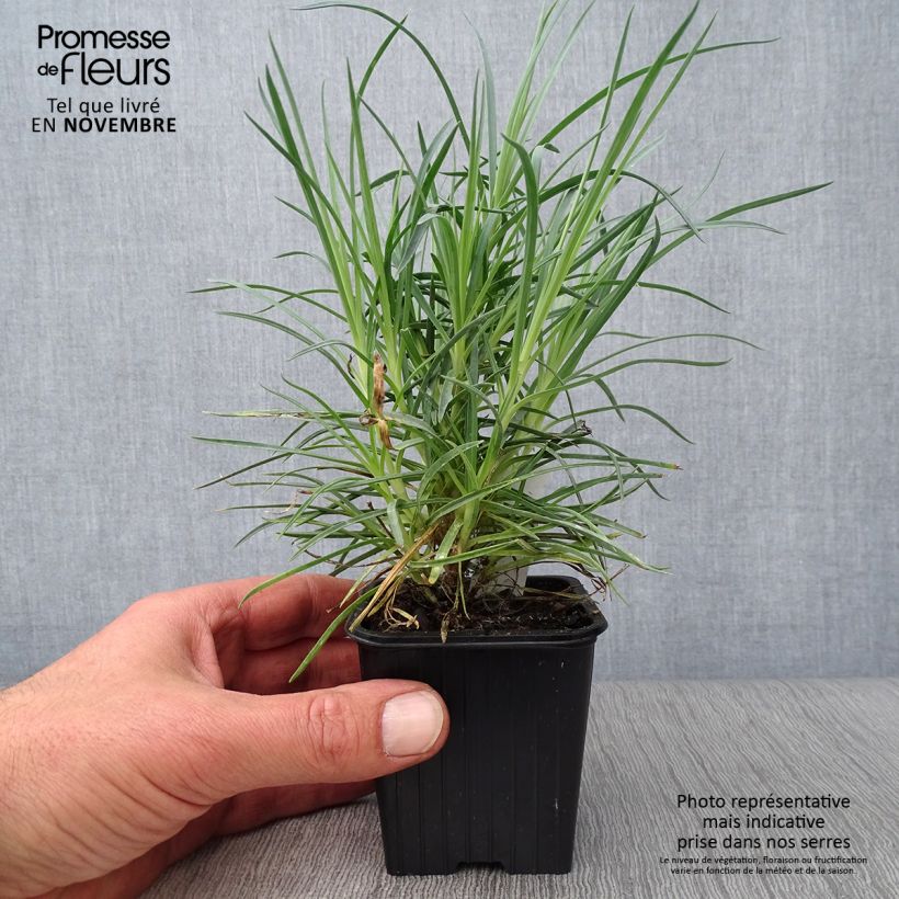 Esimerkki syksyllä toimitetusta Sulkaneilikka Doris 8/9 cm taimiruukku-taimesta