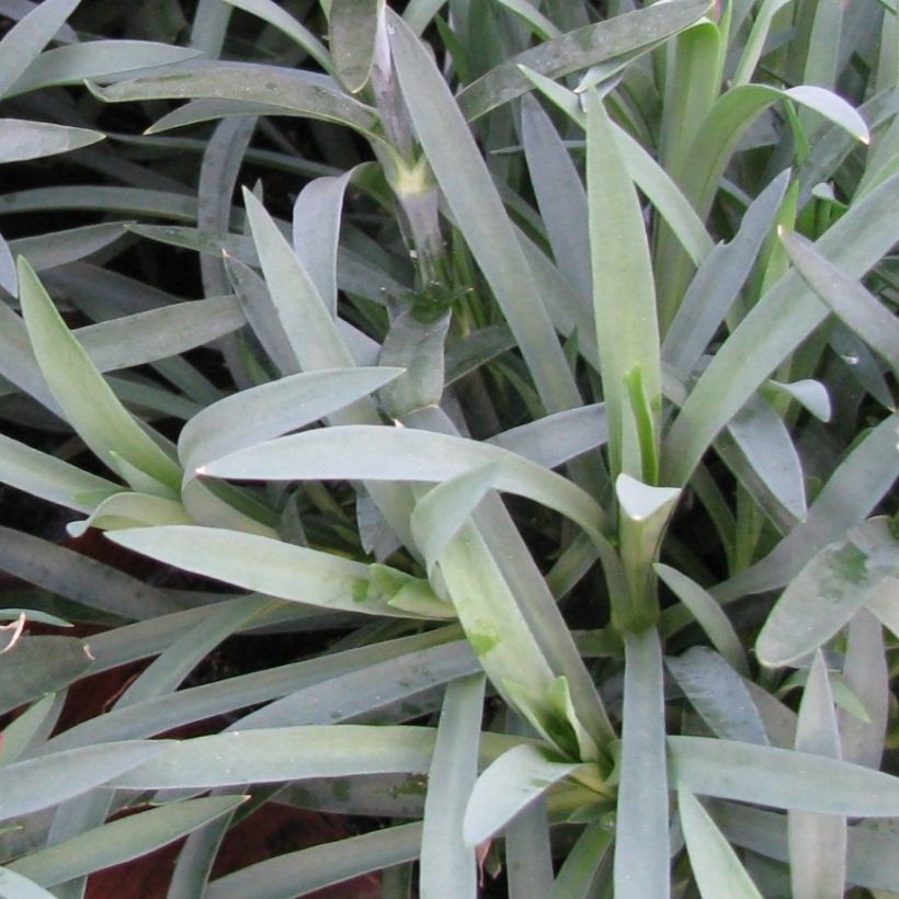Sulkaneilikka Flore Pleno Albus (Lehvistö)