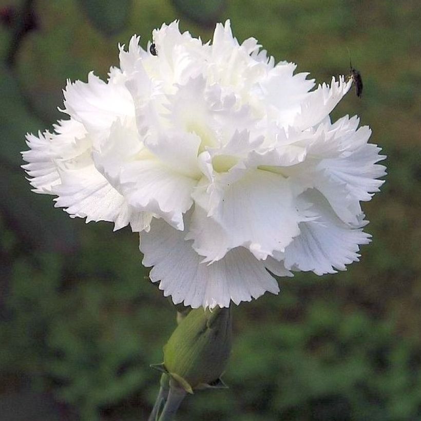 Sulkaneilikka Flore Pleno Albus (Kukinta)