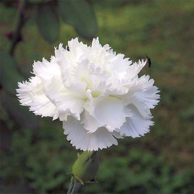 Sulkaneilikka Haytor White (Kukinta)