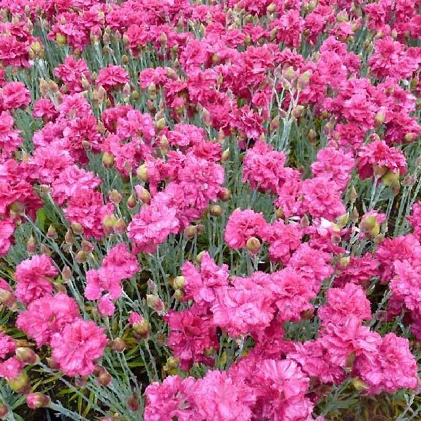 Sulkaneilikka Heidi (Kukinta)