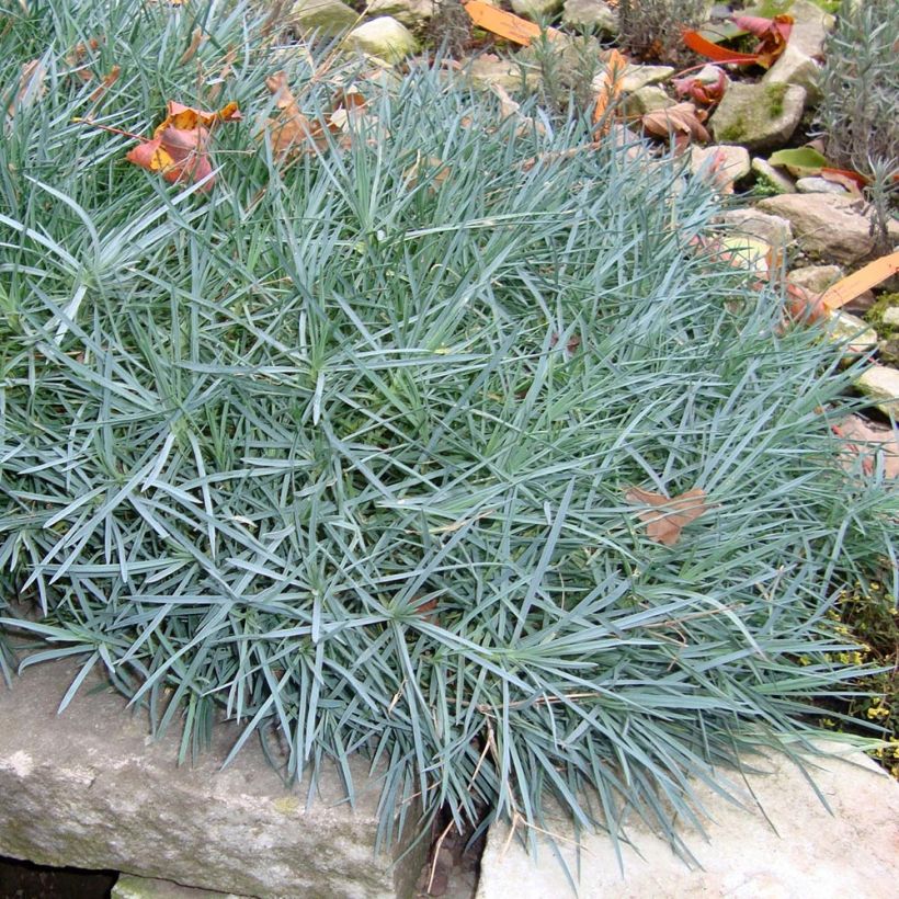 Sulkaneilikka Heidi (Kasvutapa)