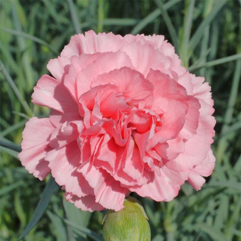 Sulkaneilikka Letitia Wyatt (Kukinta)