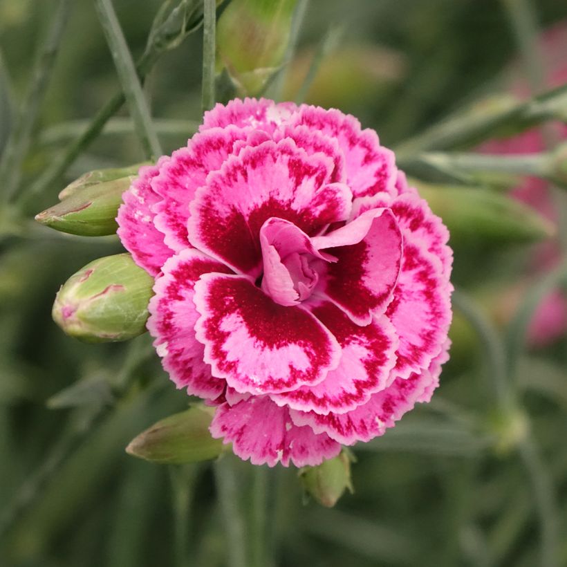 Sulkaneilikka Moulin Rouge (Pink Bicolour) (Kukinta)