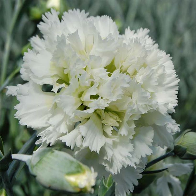 Sulkaneilikka Mrs Sinkins (Kukinta)